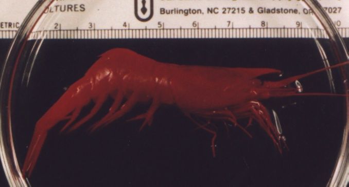 Image of Quayle spiny-tailed shrimp