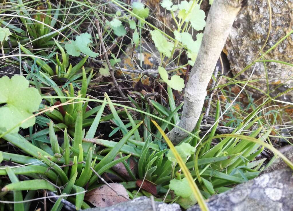 Image of Redleaf crassula