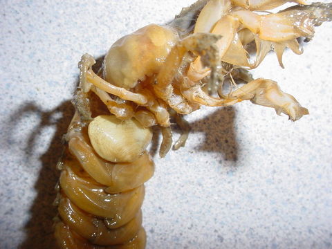 Image of Puget Sound ghost crab