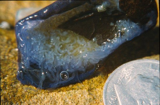 Image of Velella Lamarck 1801