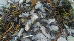 Image of Velella Lamarck 1801