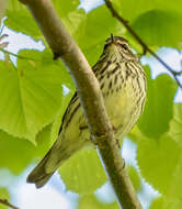 Image of Northern Waterthrush