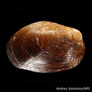 Sivun Musculus discors (Linnaeus 1767) kuva