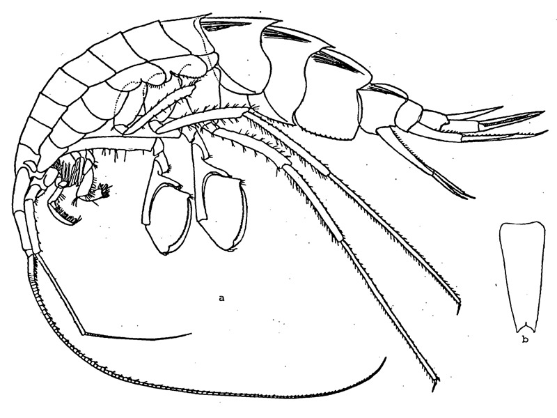 Image of Eusirus holmii Hansen 1887