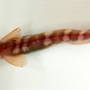 Image of Polar Eelpout