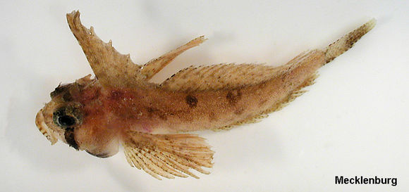 Image of Eyeshade Sculpin