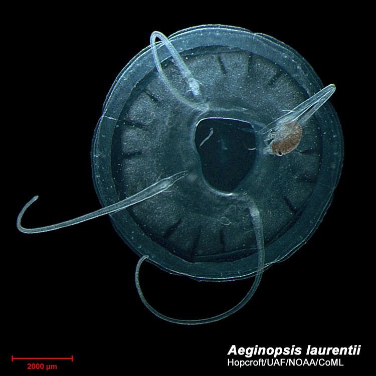 Image of Aeginopsis Brandt 1835