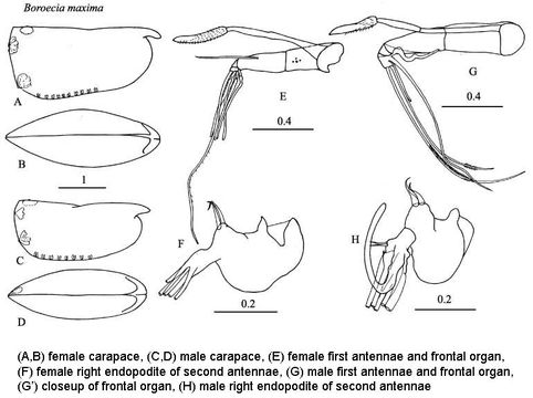 Image of Boroecia maxima (Brady & Norman 1896)