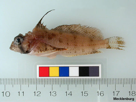 Image of Eyeshade Sculpin