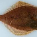 Image of Yellowfin sole