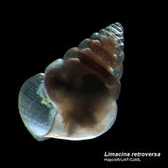 Слика од Limacina retroversa (J. Fleming 1823)