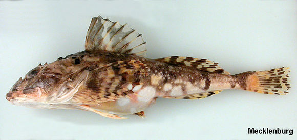 Image of stellate sculpin