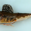Image of Arctic Staghorn Sculpin