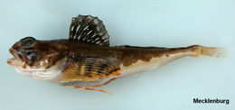 Image of Gymnocanthus