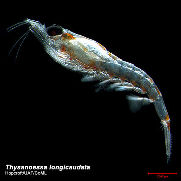 Image of Thysanoessa longicaudata (Krøyer 1846)