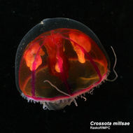 Image of Crossota millsae Thuesen 2003