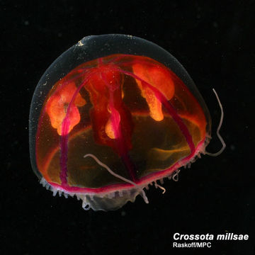 Image of Crossota millsae Thuesen 2003