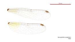 Image of Nannophlebia mudginberri Watson & Theischinger 1991