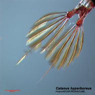 Sivun Calanus Leach 1816 kuva