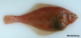 Image of Bering flounder