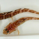 Image of Marbled Eelpout