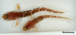 Image of Marbled Eelpout