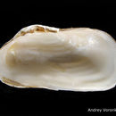 Image of Arctic hiatella