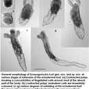 Plancia ëd Sympagohydra tuuli Piraino, Bluhm, Gradinger & Boero 2008