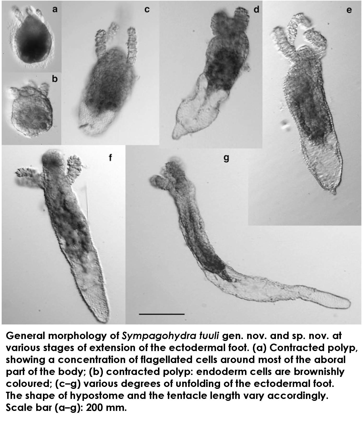 Plancia ëd Sympagohydra tuuli Piraino, Bluhm, Gradinger & Boero 2008