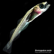 Image of Boreogadus