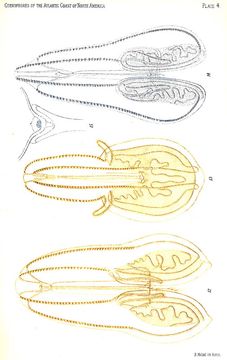 Bolinopsis L. Agassiz 1860的圖片