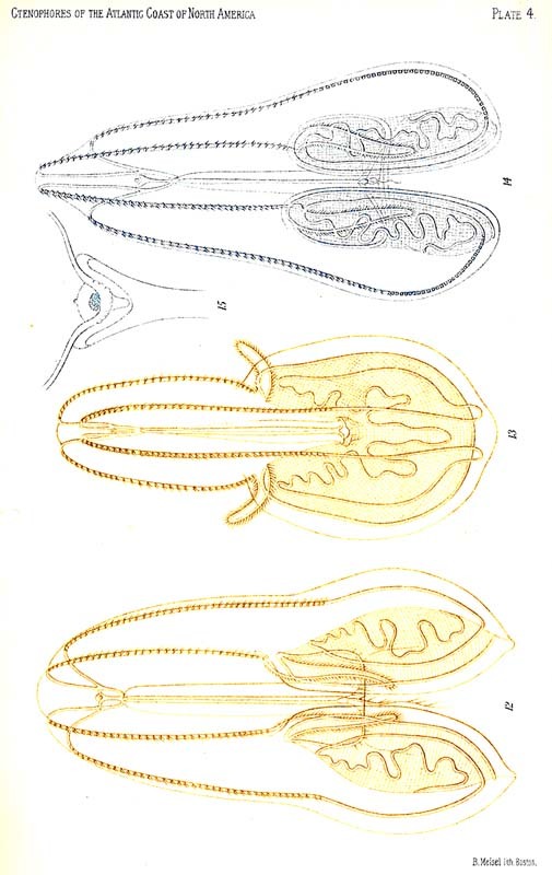 Image of Bolinopsis L. Agassiz 1860