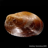 Sivun Musculus discors (Linnaeus 1767) kuva