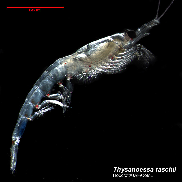 Image of Thysanoessa raschii (M. Sars 1864)