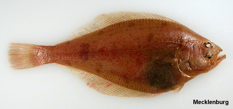 Image of Bering flounder