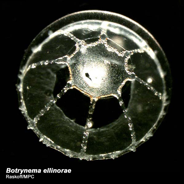 Image of Botrynema ellinorae (Hartlaub 1909)