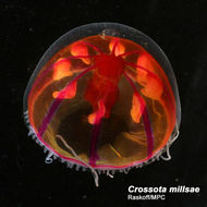 Image of Crossota millsae Thuesen 2003