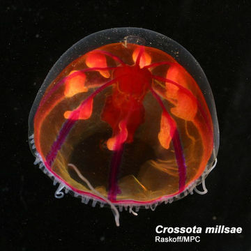 Image of Crossota millsae Thuesen 2003