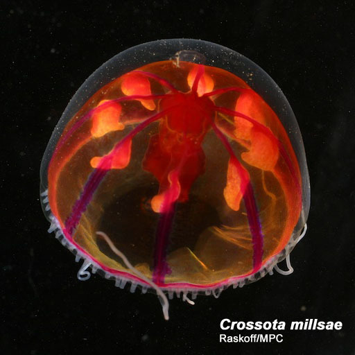 Image of Crossota millsae Thuesen 2003