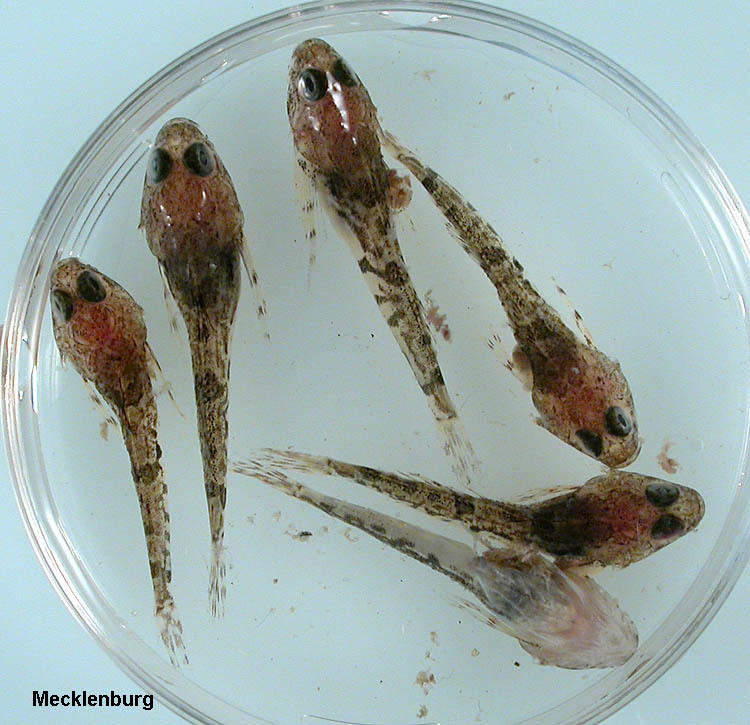 Image of Arctic Staghorn Sculpin