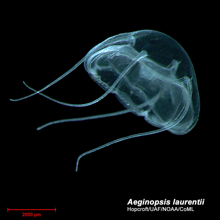 Image of Aeginopsis Brandt 1835