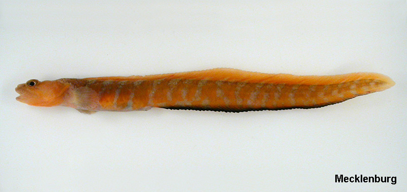 Gymnelus hemifasciatus Andriashev 1937 resmi