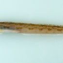 Image of Slender Eelblenny