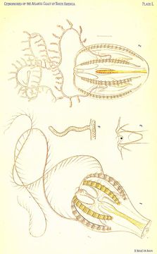 Image of Mertensiidae L. Agassiz 1860