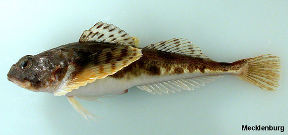 Image of Arctic Staghorn Sculpin