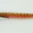 Image of Stout Eelblenny