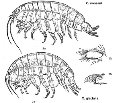 Plancia ëd Onisimus glacialis (G. O. Sars 1900)