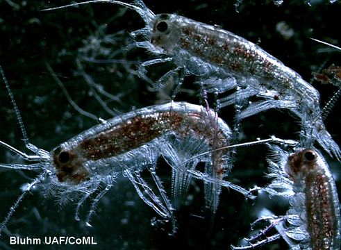 Apherusa glacialis (Hansen 1888) resmi