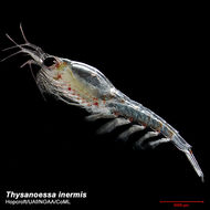 Image of Thysanoessa inermis (Krøyer 1846)