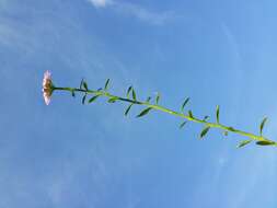 Plancia ëd Iberis umbellata L.